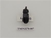 藏品(三叉角黑豔蟲)的圖片